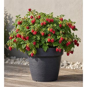 Malina (Rubus idaeus) ‘BON BON BERRY® YUMMY’ - výška 20-30 cm, kont. C1,5L - KOMPAKTNÁ, NÍZKORASTÚCA, BALKONOVÁ